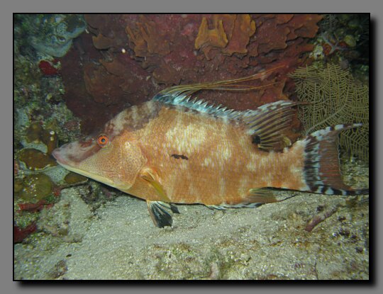 hogfish at night